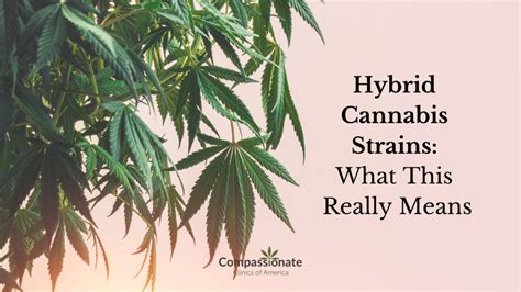 Hybrid Cannabis Strains: What This Really Means