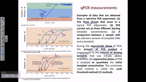 Quantitative Real Time Pcr Qpcr Youtube