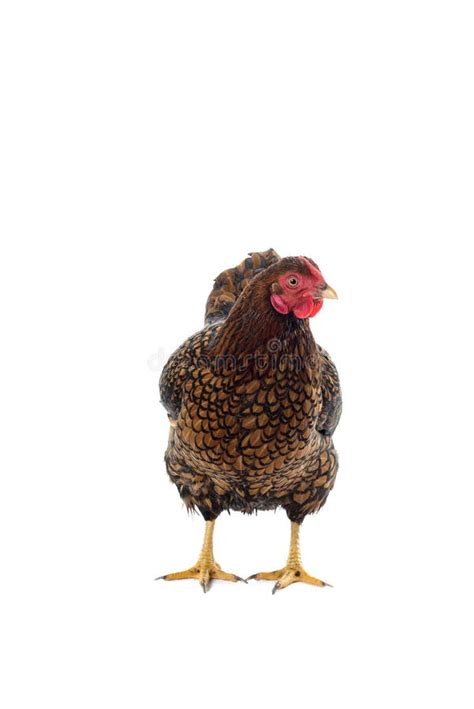 Wyandotte Bantam Chicken Golden Laced In White Background Stock Image