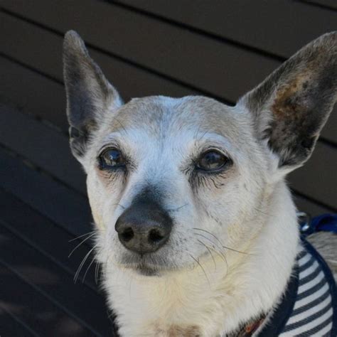 Subi Small Female Jack Russell Terrier Mix Dog In Nsw Petrescue