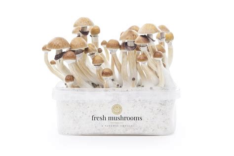 Kaufen Mckennaii Magic Mushroom Growkit