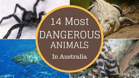 What dangerous animals does Australia have? | Travelfornoobs.com