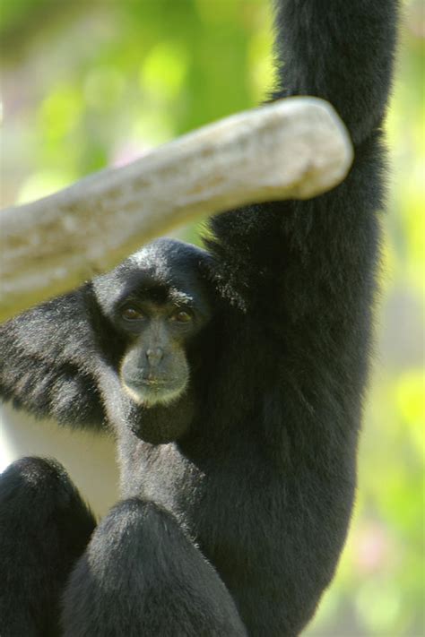 Siamang Photograph By Celso Diniz Fine Art America