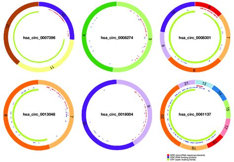 Structural Patterns Of Six Circrnas In The Cscd Database Circrnas