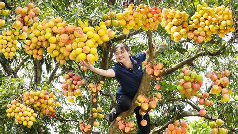 Harvesting U Hong Litchi Fruit Goes To The Market Sell Cooking Take