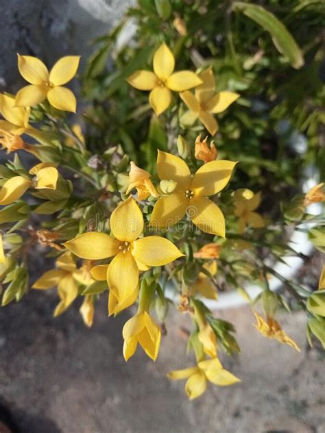 Kalanchoe Houseplant With Bright Yellow Flowers Growing In A Pot Stock