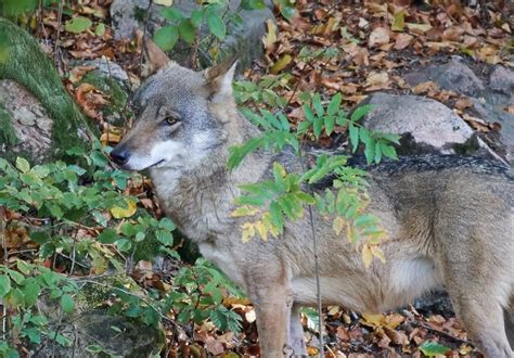 Varg Angrep Hund Sk Ts Med St D Av Paragraf Svensk Jakt