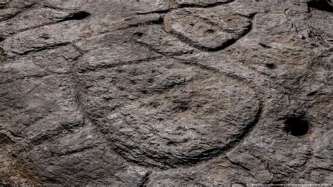 Arque Logos Afirman Que Roca Grabada Es Un Mapa Del Tesoro Cambio