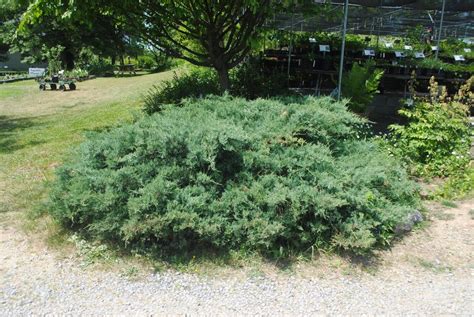 Photo of the entire plant of Eastern Red Cedar (Juniperus virginiana 'Grey Owl') posted by ...