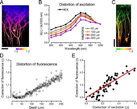 Figure 3 From Simultaneous Two Photon Imaging Of Intracellular Chloride