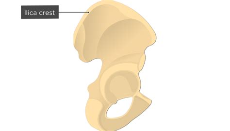 Hip Bone Anatomy Lateral Or External Markings