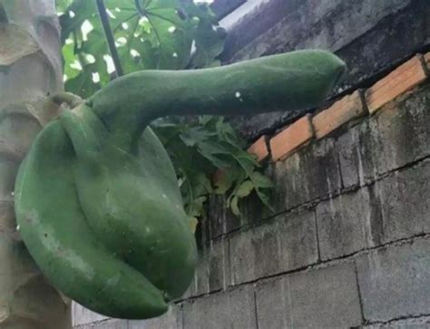 buah  sayur berbentuk unik   mirip alat kelamin manusia