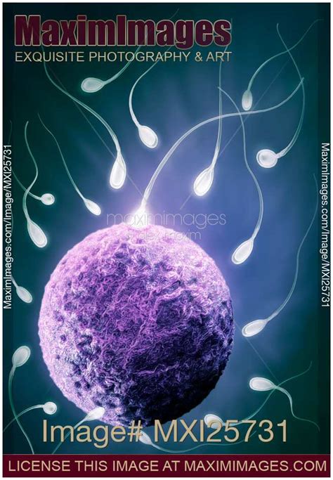 Stock Illustration Ovum And Spermatozoa Human Egg And Sperm