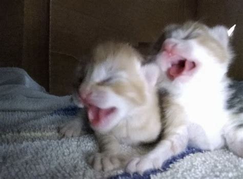 Two Kittens Are Playing With Each Other On The Floor And One Is Yawning