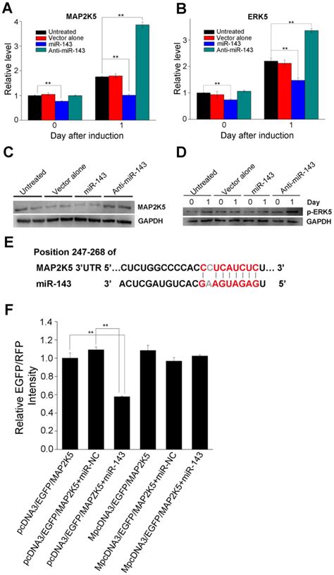 A Map K Mrna Levels Were Downregulated In Cells Infected With An