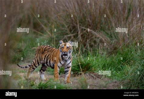 Royal Bengal Tiger Stock Photo - Alamy