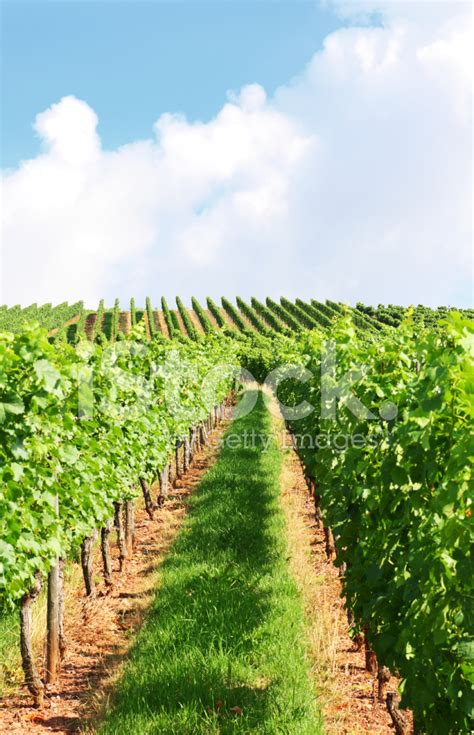 Green Vineyard On A Hill Stock Photo Royalty Free Freeimages