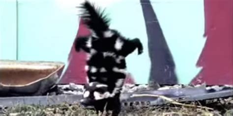 Spotted skunk does a handstand to scare away predators - Business Insider