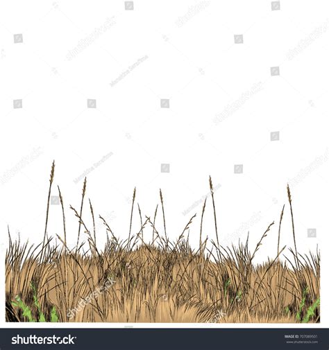 Dry Grass Sketch Vector Graphics Color Stock Vector (Royalty Free ...