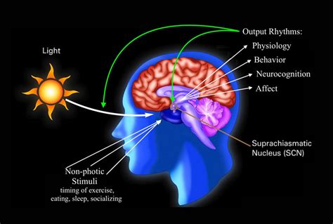 Bipolar Disorder Brain