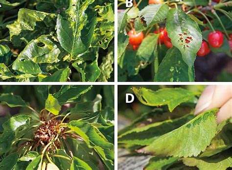 Identificación de las Enfermedades más Comunes en Cerezos con Fotos