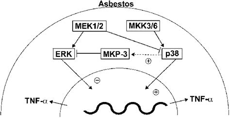 Schematic Diagram Of The Interaction Of P And Erk Map Kinases Mkp