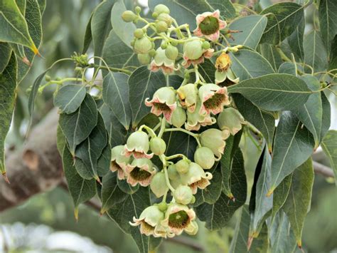 Brachychiton populneus