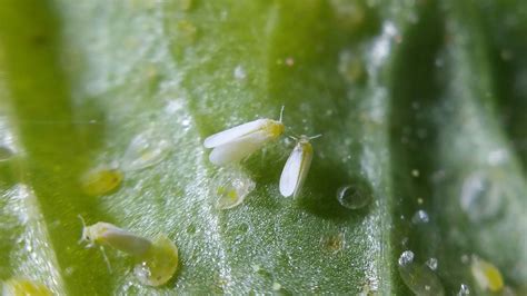 Pragas Do Feij O Conhe A E Saiba Como Control Las Agroinovadores