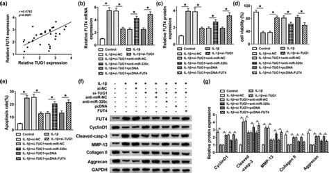 Effects Of Tug Silencing On Cell Proliferation Apoptosis And Ecm