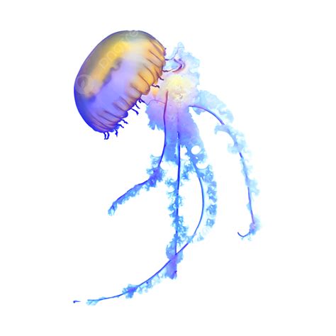 Seabed Water Blue Jellyfish Seabed PNG Transparent Image And Clipart