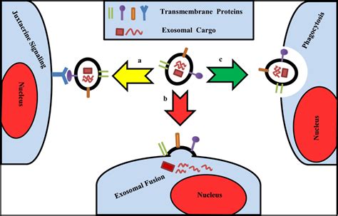 Of The Different Mechanisms Of Exosomes Uptake Exosome Uptake Occurs