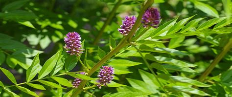 Herb Spotlight Licorice Sun God Medicinals