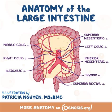 Anatomy Of The Abdominal Viscera Large Intestine Osmosis Off