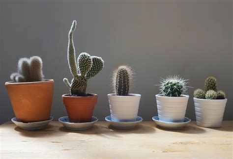 Qu Significa Regalar Un Cactus Seg N El Feng Shui