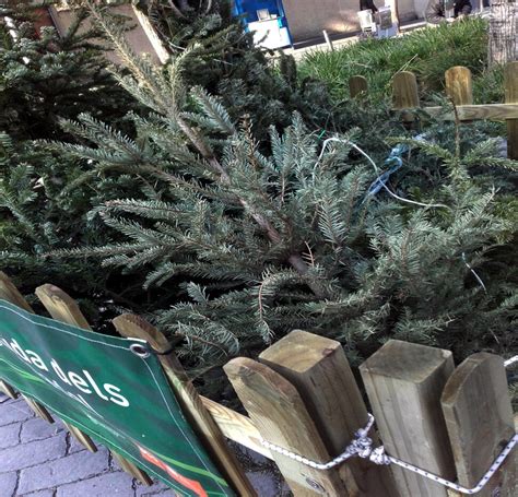 Recollida D Arbres De Nadal Ajuntament De Santa Coloma De Gramenet