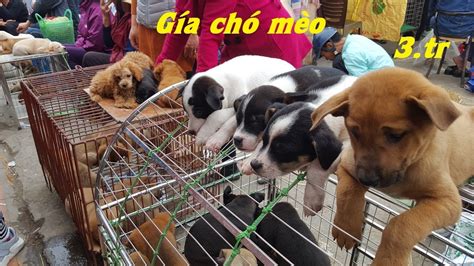 Tham quan chợ bán chó mèo cảnh rẻ và đẹp – Pets Market - YouTube