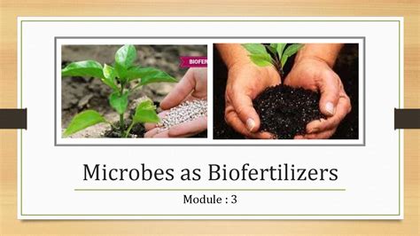 Solution Module Microbes As Biofertilizers Studypool