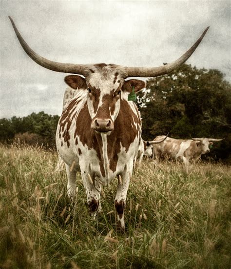 Dan Routh Photography Longhorn Cow