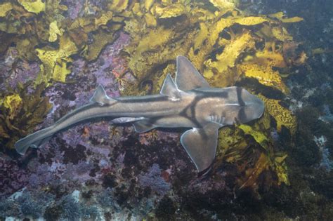 Port Jackson Shark American Oceans