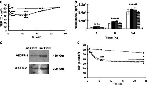 Effects Of Vegf165 Plgf 1 Vegf E And Vegfr 1 Or Vegfr 2 Antisense