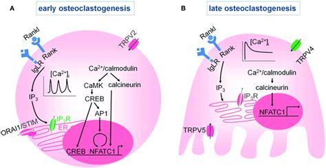 Intracellular Ca 2 Signaling In Osteoclasts A Early During