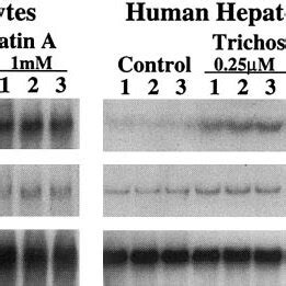 Effect Of Trichostatin A On Mat A Expression In Normal Rat And Human