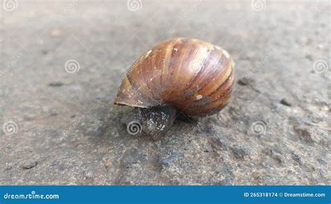 A Snail Hiding In Its Shell Stock Photo Image Of Animal Organism