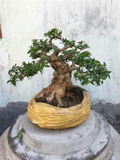 Bonsai Pohon Rukem 58 Koleksi Gambar