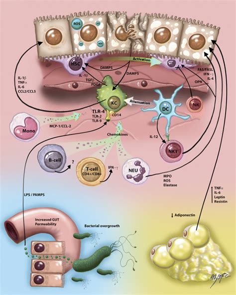 Innate Immunity And Inflammation In Nafld Nash Springerlink