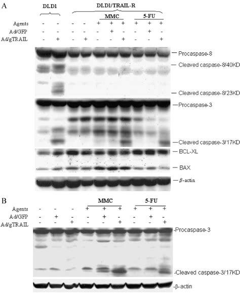 Effects Of Ad Gtrail Plus Mitomycin Or Fu On Caspase Caspase