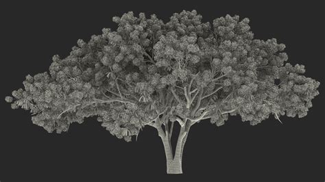 Delonix Regia Tree 3d Model 39 3ds Blend C4d Fbx Ma Obj Max