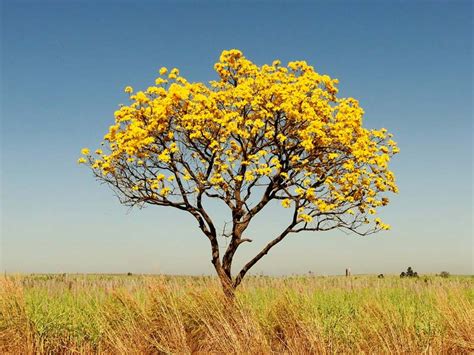 Setembro Das Flores Amarelas Jardim Do Mundo