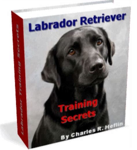 Labrador Retriever Training Secrets