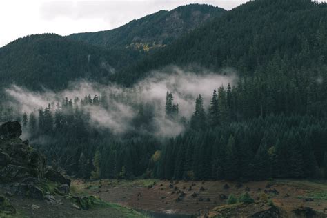 Free picture: mountain, mist, mountains, nature, tree, fog, forest